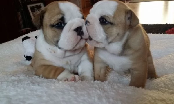 Cuccioli di Bulldog registrati di qualit in vendita | Foto 0