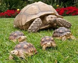 Tartaruga sulcata di alta qualit in vendita
