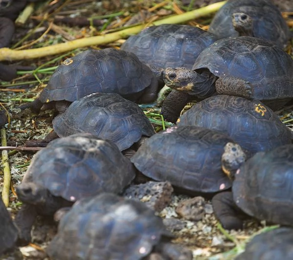 Tartaruga sulcata di alta qualit in vendita | Foto 0