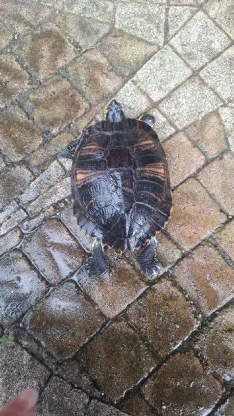 Rughetta tartaruga dacqua 