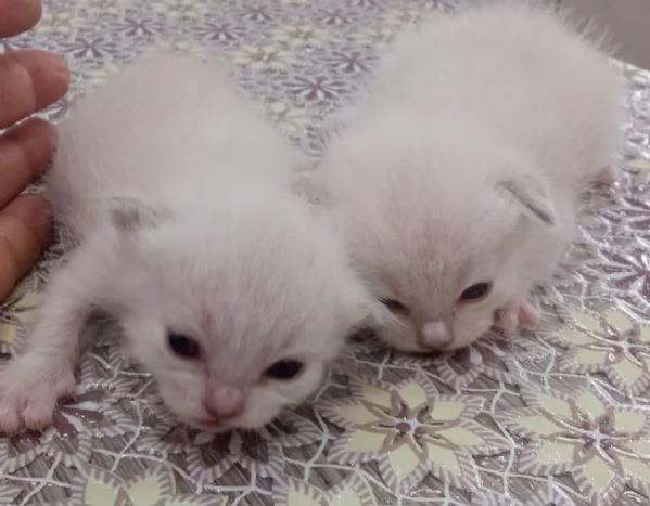 Ragdoll