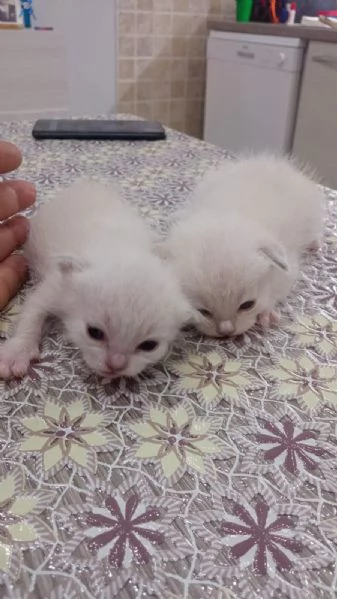 Ragdoll | Foto 4