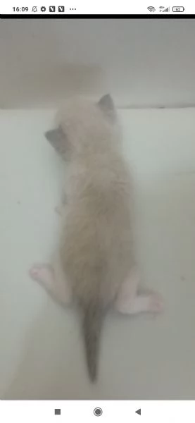 Ragdoll | Foto 3