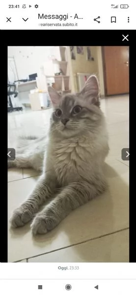Ragdoll | Foto 2