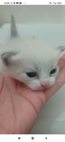 Ragdoll | Foto 1