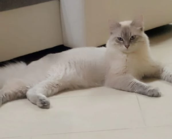 Ragdoll | Foto 0
