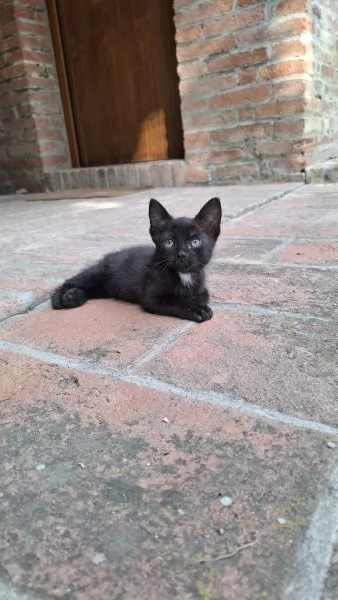 Gattini cercano casa | Foto 5