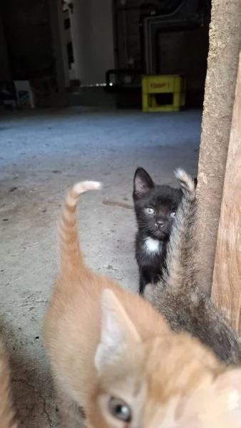 Gattini cercano casa | Foto 4