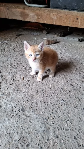 Gattini cercano casa | Foto 3