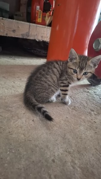 Gattini cercano casa | Foto 1