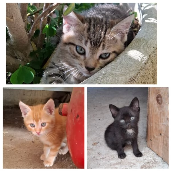 Gattini cercano casa