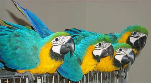 Due bellissimi pappagalli Ara blu e oro parlanti in adozione gratuita