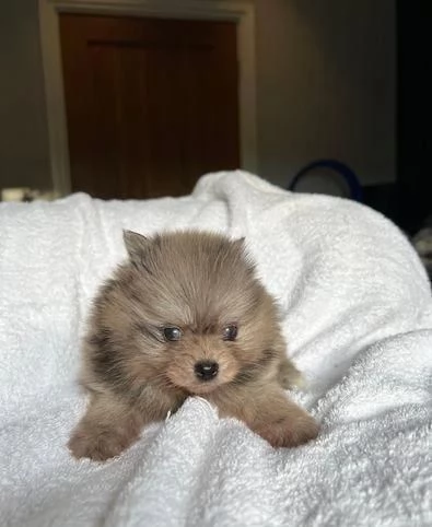 Regalo cuccioli di Pomerania maschio e femmina | Foto 1
