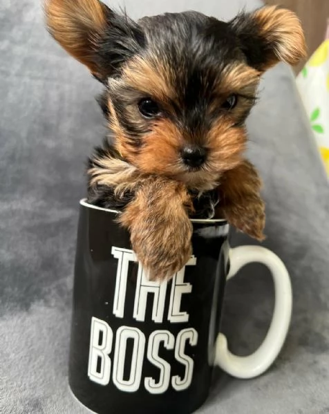 Regalo cuccioli di Yorkshire maschio e femmina | Foto 2