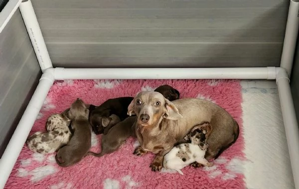Regala i nostri cuccioli di Bassotto maschio e femmina | Foto 1