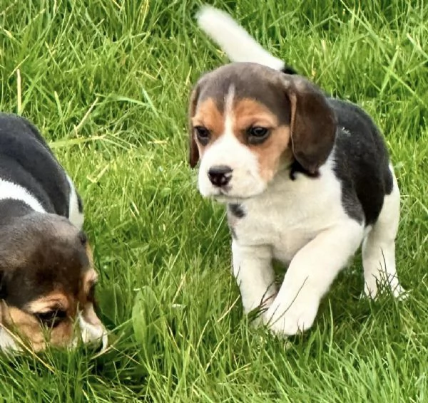 Regala i nostri cuccioli di Beagle maschio e femmina