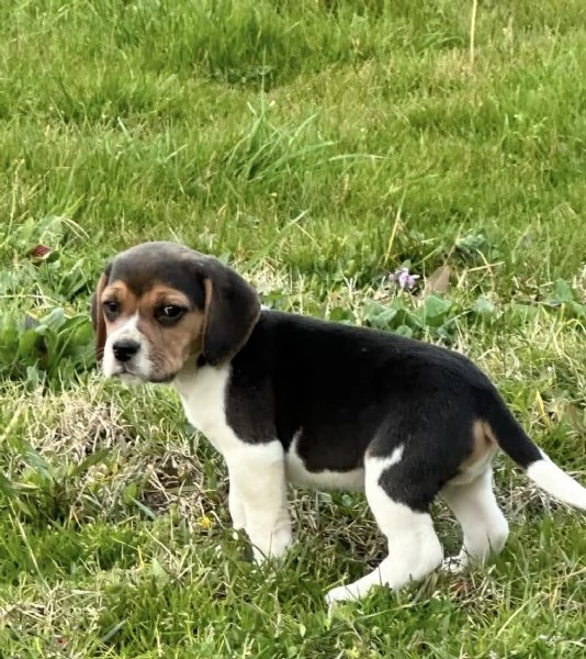 Regala i nostri cuccioli di Beagle maschio e femmina | Foto 2