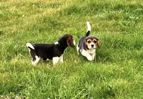 Regala i nostri cuccioli di Beagle maschio e femmina | Foto 1