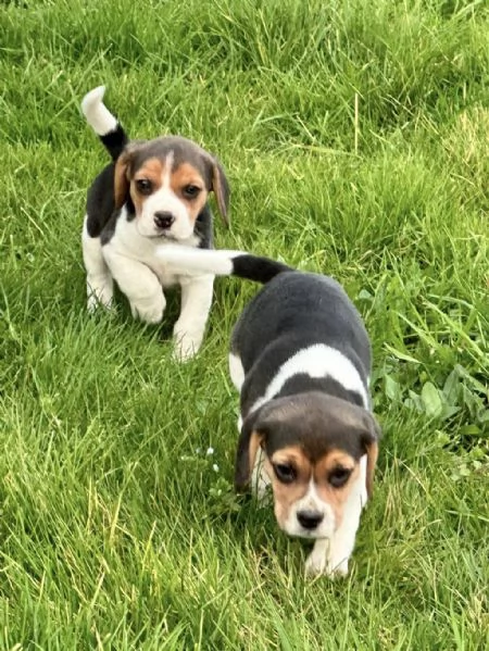 Regala i nostri cuccioli di Beagle maschio e femmina | Foto 0