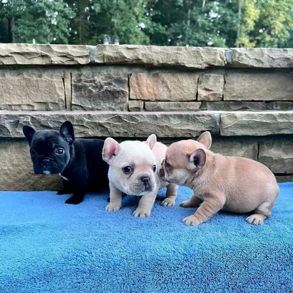 Regala i nostri cuccioli di Bouledogue maschio e femmina