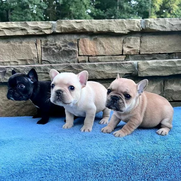 Regala i nostri cuccioli di Bouledogue maschio e femmina | Foto 0