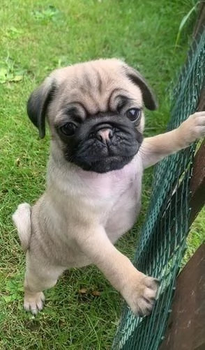 Regala i nostri cuccioli di Carlino maschio e femmina | Foto 0