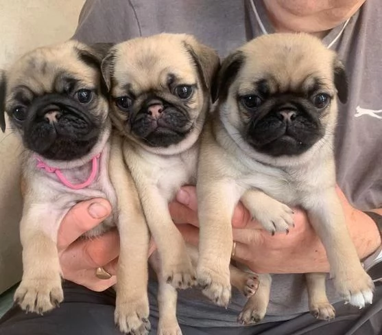 Regala i nostri cuccioli di Carlino maschio e femmina