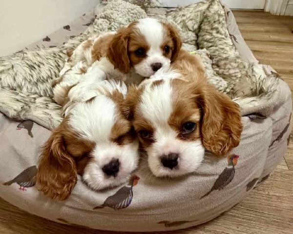 Regala i nostri cuccioli di Cavalier King maschio e femmina | Foto 2