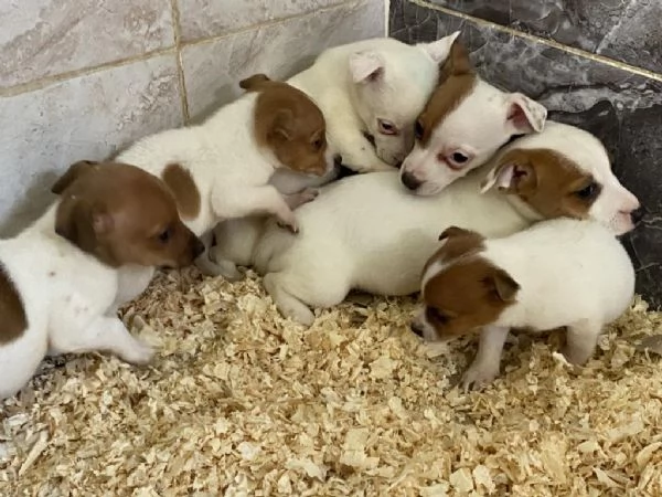 Regala i nostri cuccioli di Jack Russel maschio e femmina | Foto 0