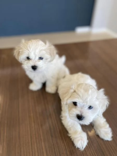 Regala i nostri cuccioli di Maltese maschio e femmina