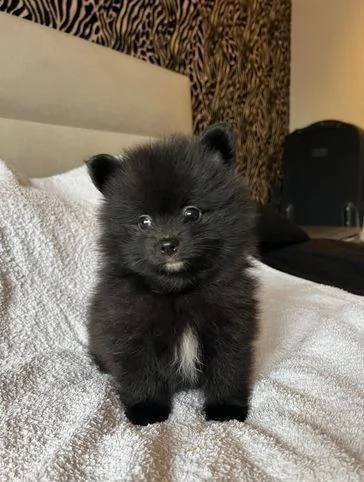 Regala i nostri cuccioli di Volpino Pomerania maschio e femmina | Foto 2