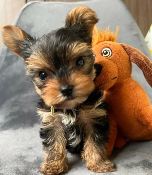 Regala i nostri cuccioli di Yorkshire maschio e femmina | Foto 2
