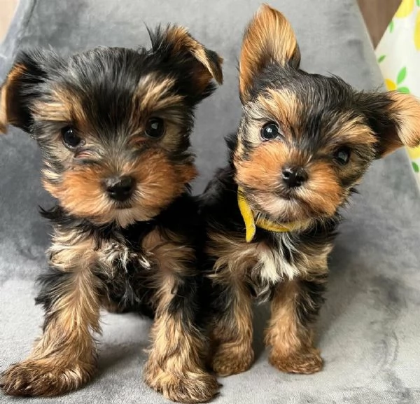 Regala i nostri cuccioli di Yorkshire maschio e femmina | Foto 1