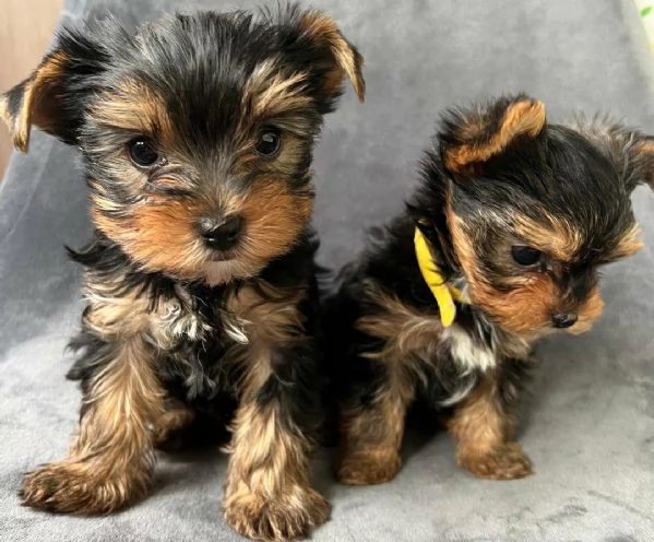 Regala i nostri cuccioli di Yorkshire maschio e femmina