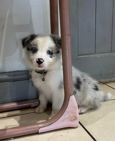 Regala i nostri cuccioli di Border Collie maschio e femmina