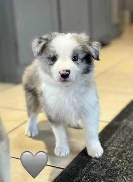 Regala i nostri cuccioli di Border Collie maschio e femmina | Foto 1