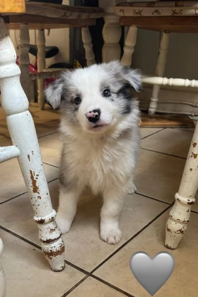 Regala i nostri cuccioli di Border Collie maschio e femmina | Foto 0