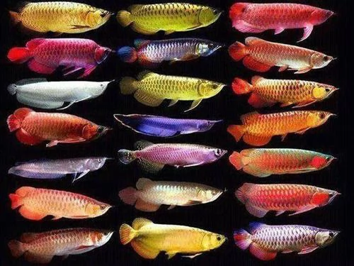 Pesci dacquario dacqua dolce di prima qualit