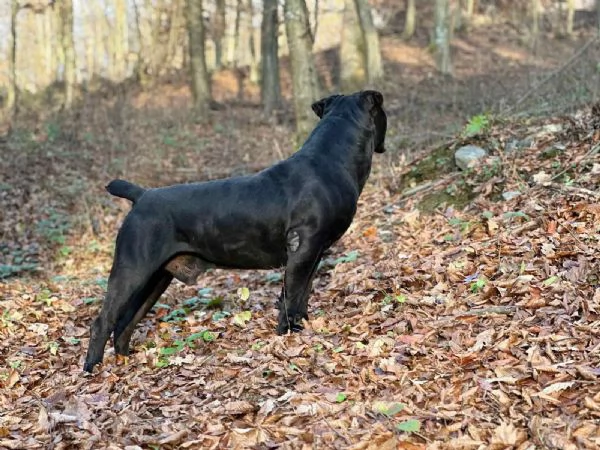 Mastino Sudafricano  Cuccioli di Boerboel | Foto 6