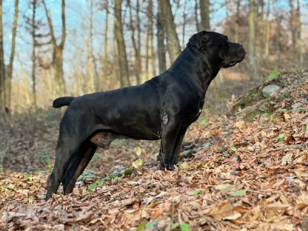 Mastino Sudafricano  Cuccioli di Boerboel | Foto 5