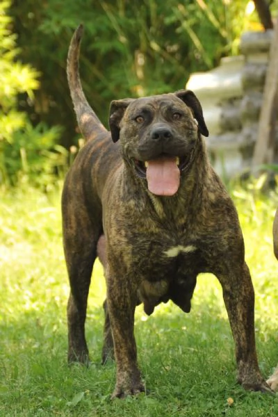 Mastino Sudafricano  Cuccioli di Boerboel | Foto 4