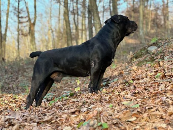 Mastino Sudafricano  Cuccioli di Boerboel