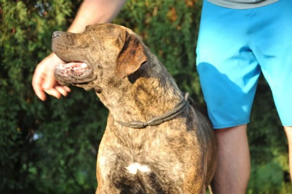 Mastino Sudafricano  Cuccioli di Boerboel | Foto 3