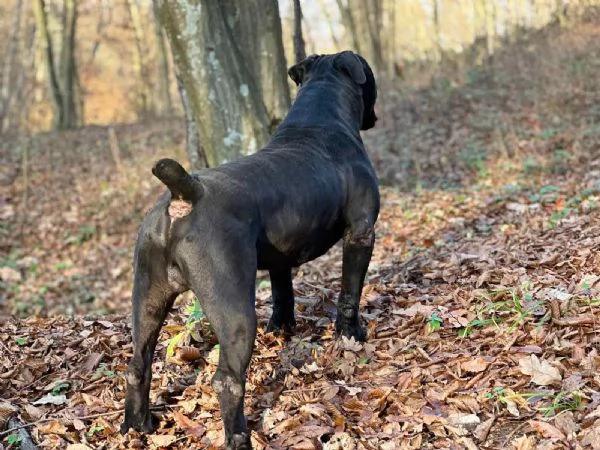 Mastino Sudafricano  Cuccioli di Boerboel | Foto 1