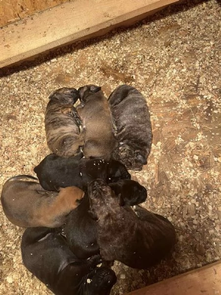 Mastino Sudafricano  Cuccioli di Boerboel | Foto 0
