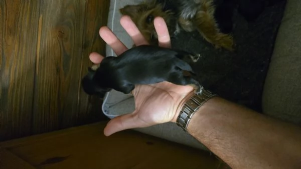 Yorkshire Terrier Litter disponibile Due maschi e una femmina 