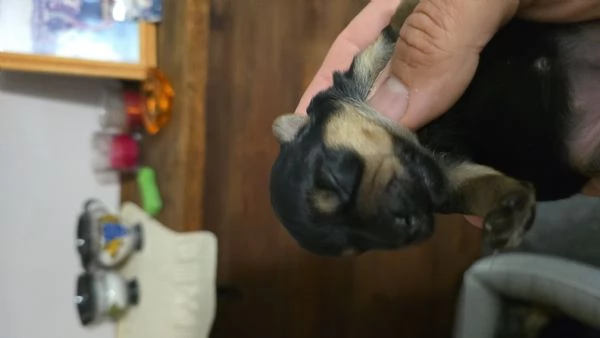 Yorkshire Terrier Litter disponibile Due maschi e una femmina  | Foto 1