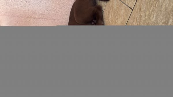 Vendo cucciole labrador