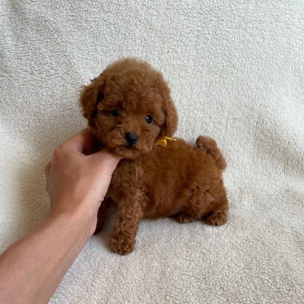 cuccioli di barboncino | Foto 1
