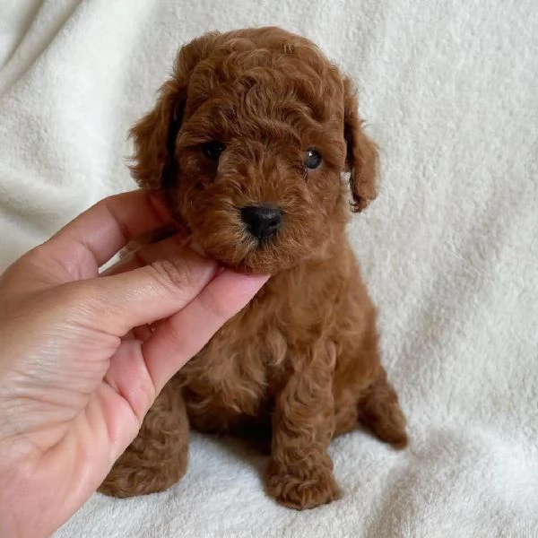 cuccioli di barboncino | Foto 0
